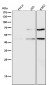 Anti-pro Caspase 9 CASP9 Rabbit Monoclonal Antibody